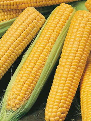 Yellow and white corn