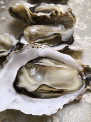 Oysters