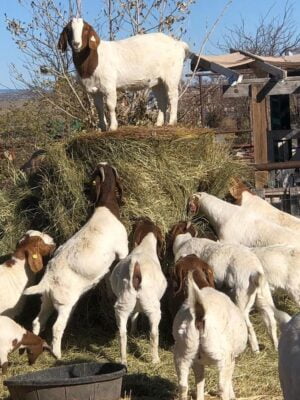 Boer Goats