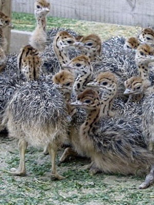 Ostrich Chicks