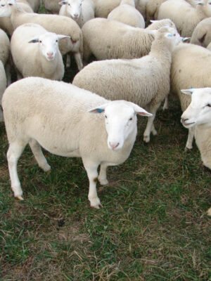 Awassi Sheep