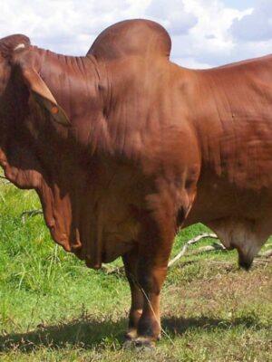 Live Brahman Cattle